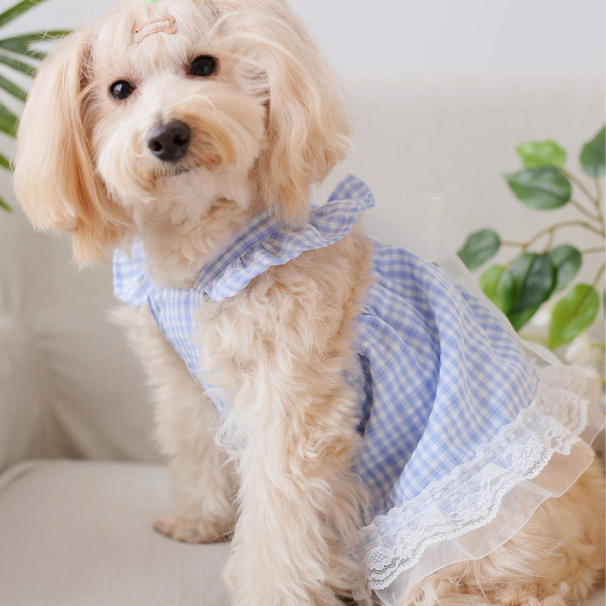Cat and dog universal pet apparel - fairy bow, lace trim, plaid ribbon skirt - skin-friendly, comfortable, and suitable for all seasons